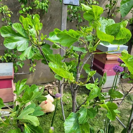 Tiny House Cosy 2 - أنجير